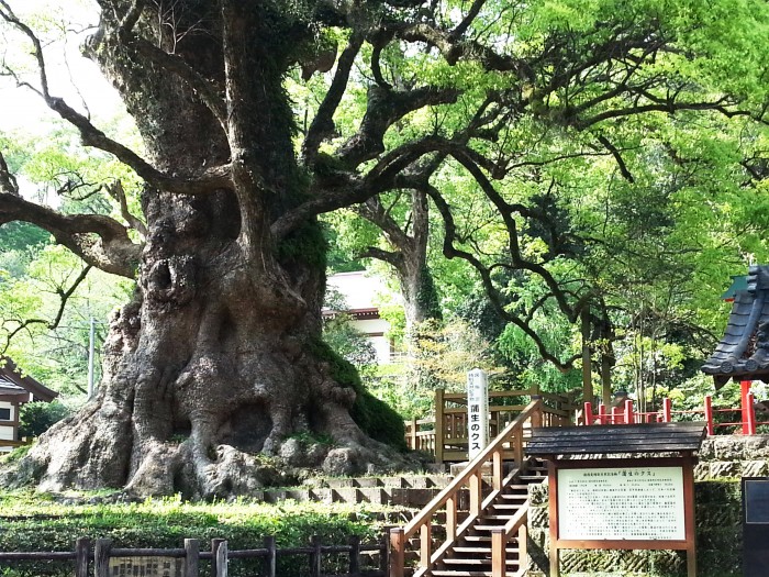 日本一の巨樹「蒲生の大楠」