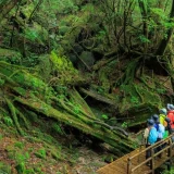 世界自然遺産　屋久島（やくしま）